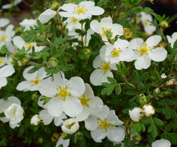 Potentilla fruticosa 'Abbotswood'